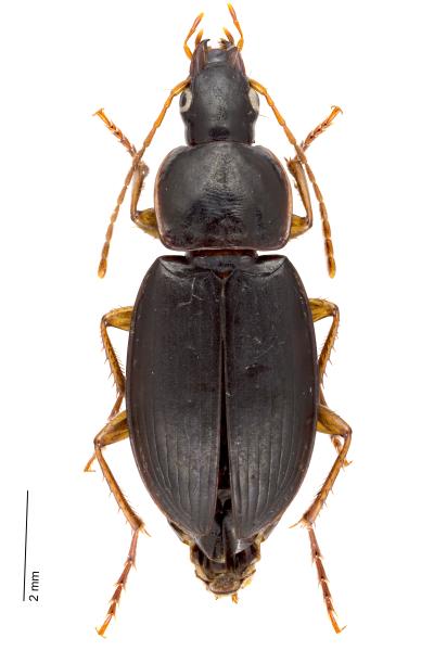 Carabes de Suisse  - Calathus micropterus