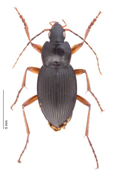   - Calathus rubripes