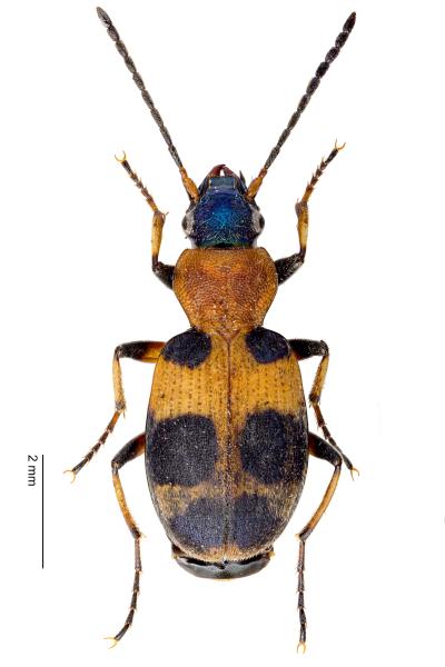   - Callistus lunatus lunatus