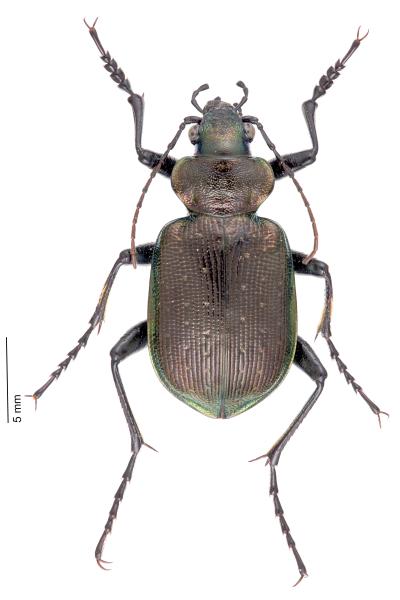   - Calosoma inquisitor inquisitor