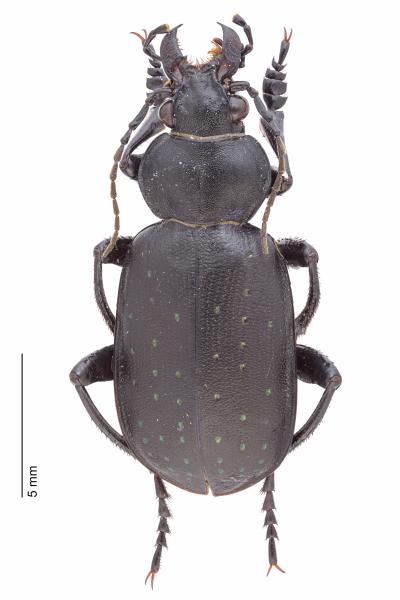 Carabes de Suisse  - Calosoma maderae maderae