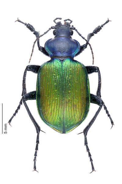   - Calosoma sycophanta sycophanta