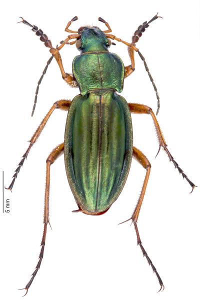 Carabes de Suisse  - Carabus auratus auratus