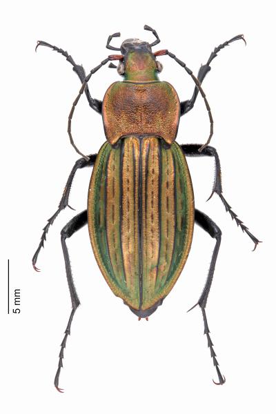 Carabes de Suisse  - Carabus cancellatus 