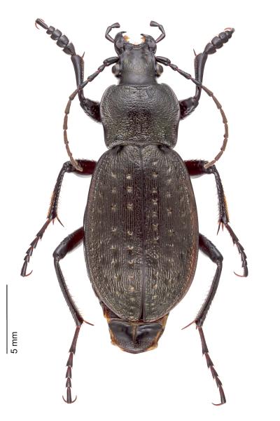   - Carabus castanopterus