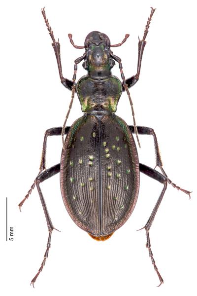 Carabes de Suisse  - Carabus depressus depressus