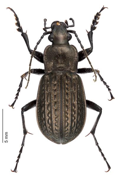 Carabes de Suisse  - Carabus granulatus granulatus
