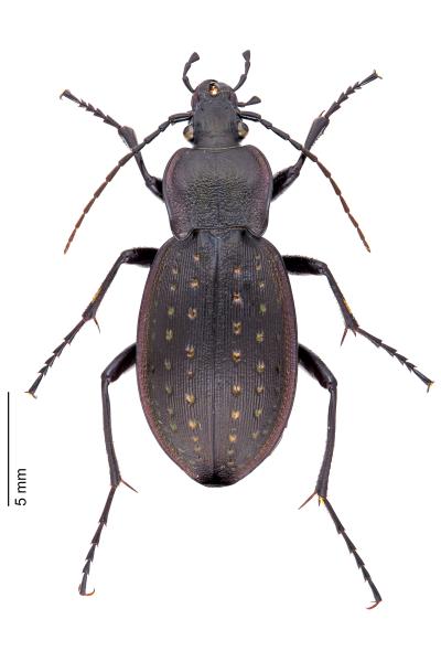   - Carabus hortensis hortensis