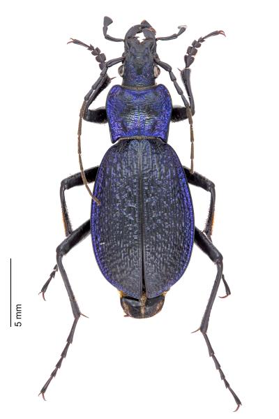 Carabes de Suisse  - Carabus intricatus intricatus