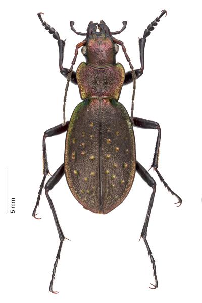 Carabes de Suisse  - Carabus irregularis irregularis