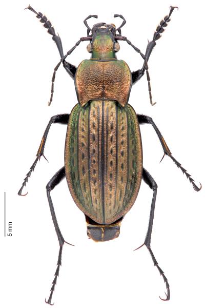   - Carabus italicus italicus