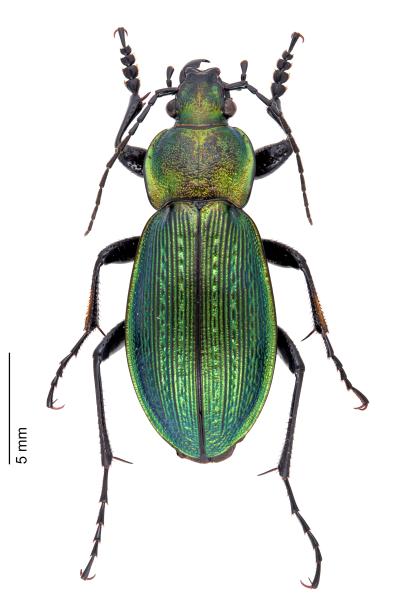   - Carabus monilis