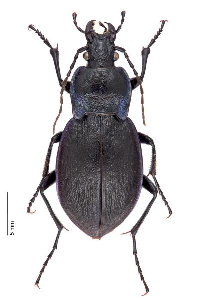   - Carabus monticola fontanae
