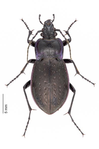   - Carabus nemoralis nemoralis