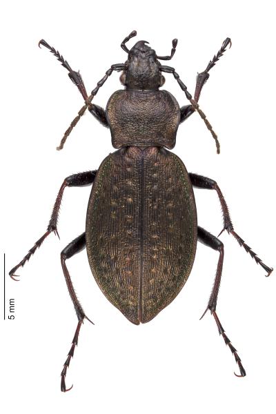   - Carabus sylvestris sylvestris