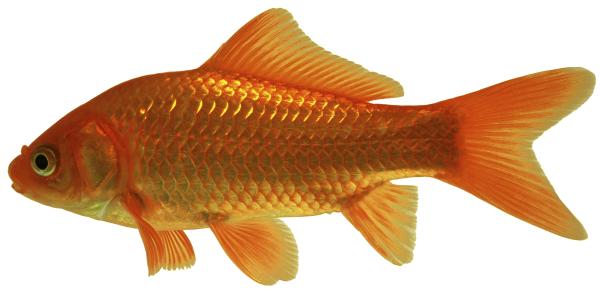 Les espèces néozones de Suisse Poisson rouge ou carassin doré  - Carassius auratus 