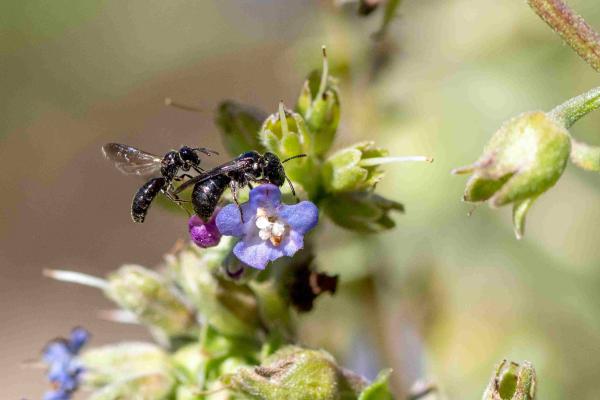Wildbienen der Schweiz Schwarz Keulhornbiene - Ceratina cucurbitina