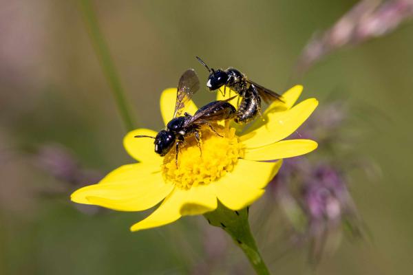 Wildbienen der Schweiz Schwarz Keulhornbiene - Ceratina cucurbitina