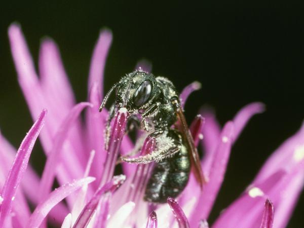 Wildbienen der Schweiz Gewöhnliche Keulhornbiene - Ceratina cyanea