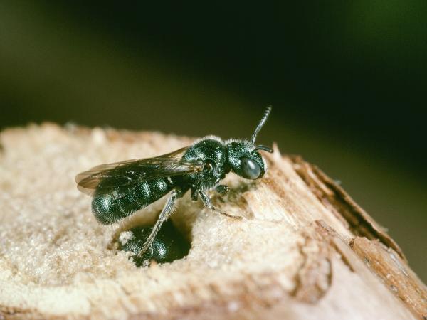 Wildbienen der Schweiz Gewöhnliche Keulhornbiene - Ceratina cyanea