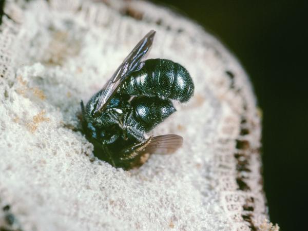 Wildbienen der Schweiz Gewöhnliche Keulhornbiene - Ceratina cyanea