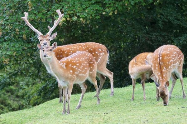 Les espèces néozones de Suisse Cerf Sika - Cervus nippon