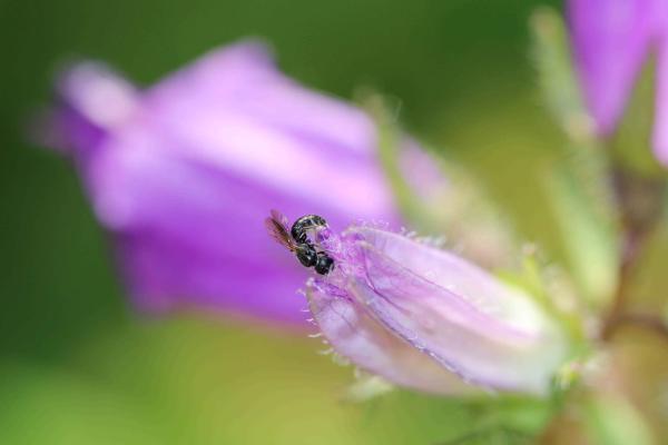 Wildbienen der Schweiz Kurzfransige Scherenbiene - Chelostoma campanularum