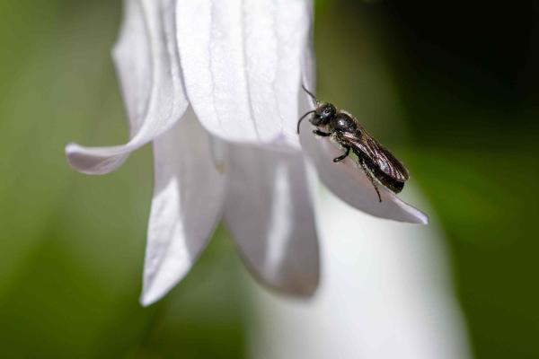 Wildbienen der Schweiz Kurzfransige Scherenbiene - Chelostoma campanularum