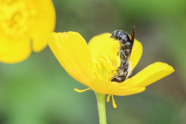 Wildbienen der Schweiz Hahnenfuss-Scherenbiene - Chelostoma florisomne