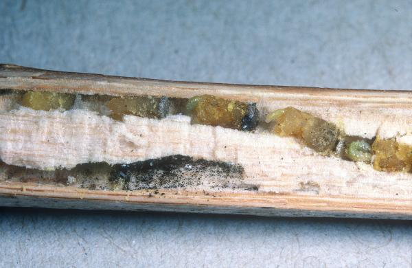 Wildbienen der Schweiz Kurzfransige Scherenbiene - Chelostoma campanularum