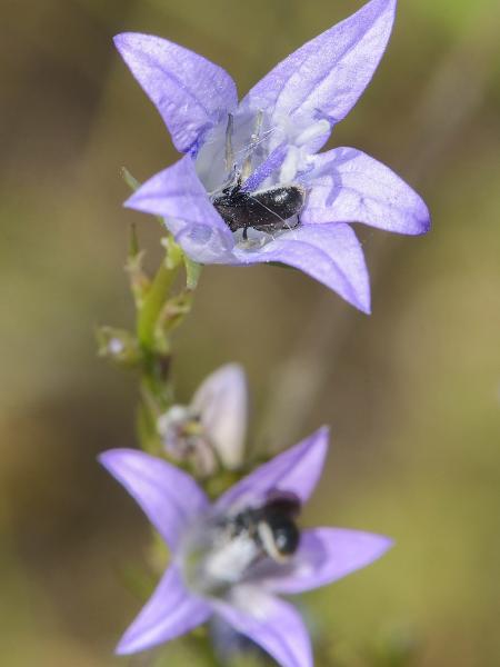 Wildbienen der Schweiz Langfransige Scherenbiene - Chelostoma distinctum