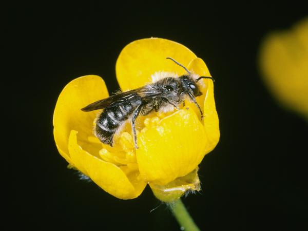 Wildbienen der Schweiz Hahnenfuss-Scherenbiene - Chelostoma florisomne