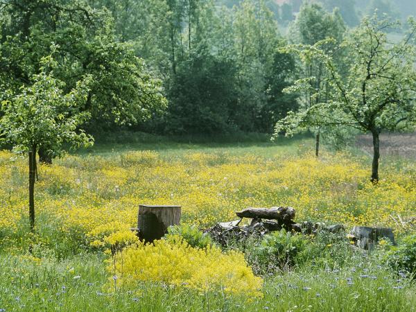 Wildbienen der Schweiz Hahnenfuss-Scherenbiene - Chelostoma florisomne