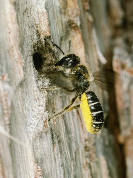 Wildbienen der Schweiz Hahnenfuss-Scherenbiene - Chelostoma florisomne