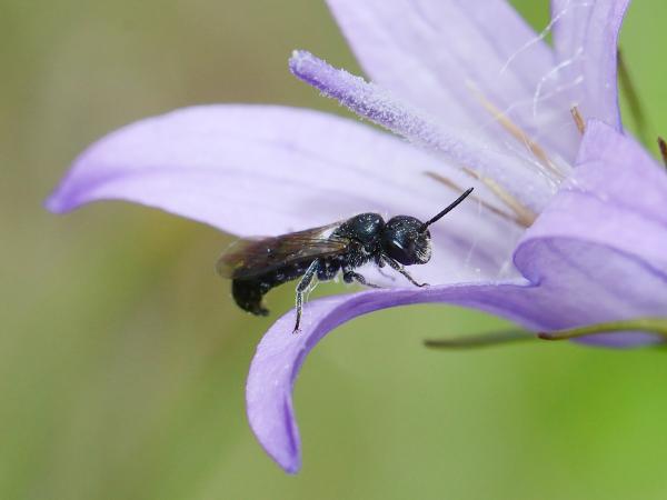 Wildbienen der Schweiz Gruben-Scherenbiene - Chelostoma foveolatum