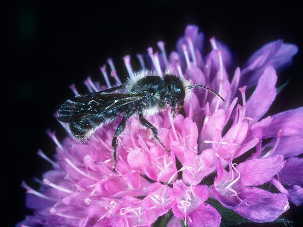 Les abeilles sauvages de Suisse  - Chelostoma grande
