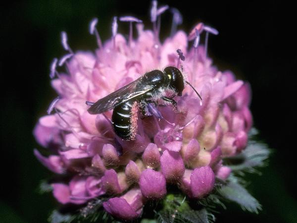 Les abeilles sauvages de Suisse  - Chelostoma grande