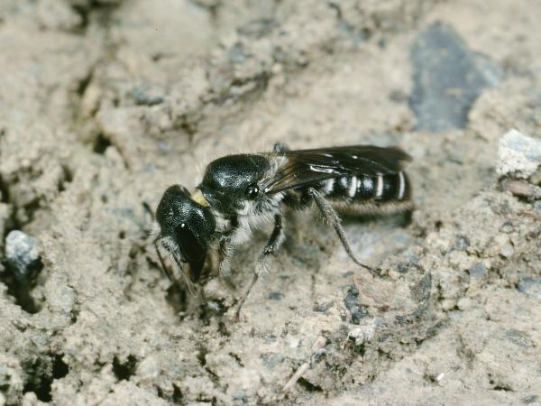Les abeilles sauvages de Suisse  - Chelostoma grande