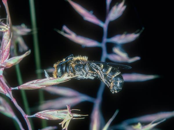 Wildbienen der Schweiz Glockenblumen-Scherenbiene - Chelostoma rapunculi