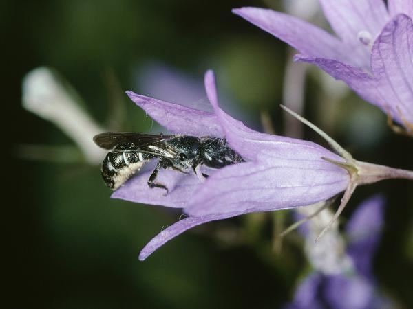 Wildbienen der Schweiz Glockenblumen-Scherenbiene - Chelostoma rapunculi