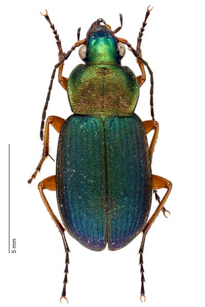   - Chlaenius nigricornis
