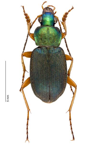   - Chlaenius nitidulus