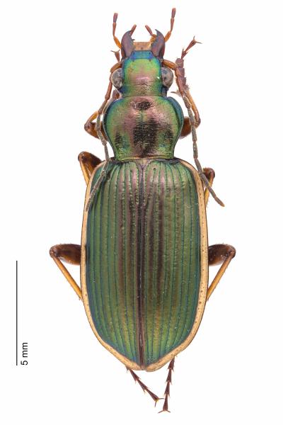   - Chlaenius spoliatus spoliatus