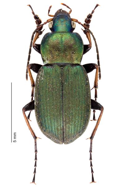   - Chlaenius tibialis