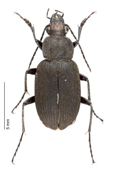   - Chlaenius tristis tristis