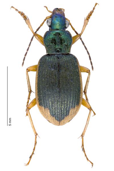   - Chlaenius vestitus