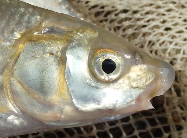 Poissons de Suisse Nase ou hotu  - Chondrostoma nasus 