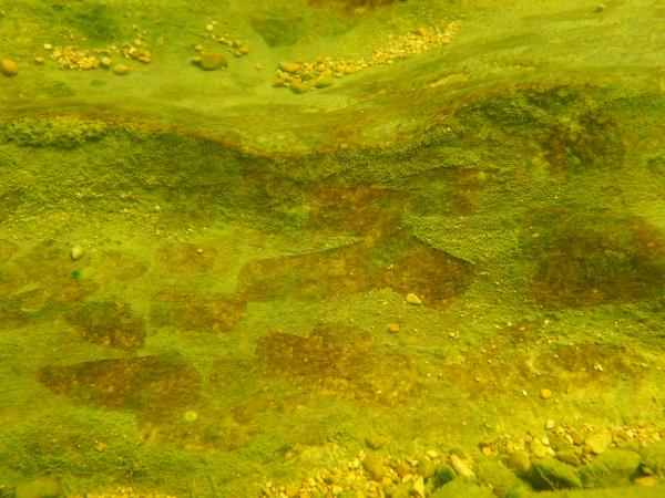 Poissons de Suisse Nase ou hotu  - Chondrostoma nasus 