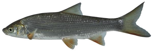 Poissons de Suisse Nase ou hotu  - Chondrostoma nasus 