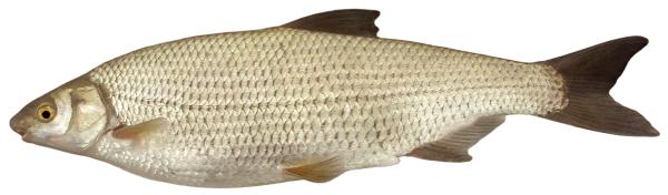 Poissons de Suisse Savetta - Chondrostoma soetta 